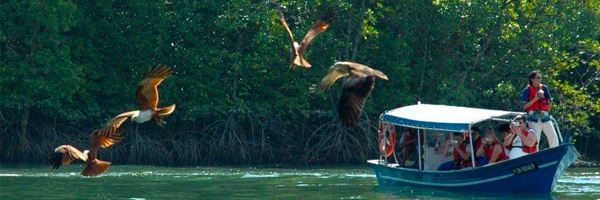Mangrove Tour Langkawi